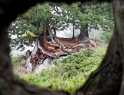 Gnarled trees, Aletsch Switzerland 13